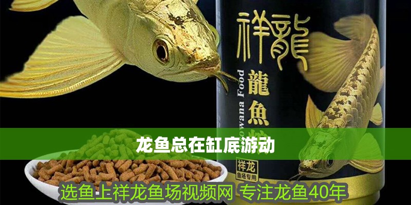 龍魚總在缸底游動