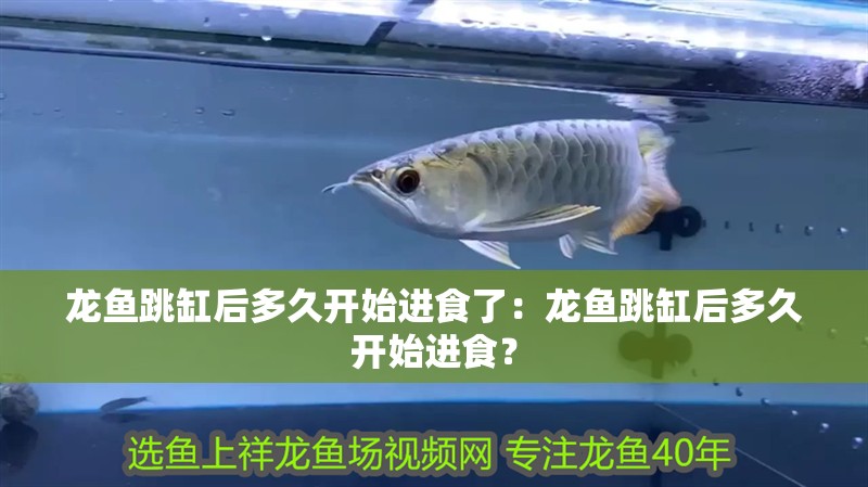 龍魚跳缸后多久開始進食了：龍魚跳缸后多久開始進食？