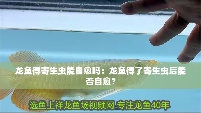 龍魚得寄生蟲能自愈嗎：龍魚得了寄生蟲后能否自愈？