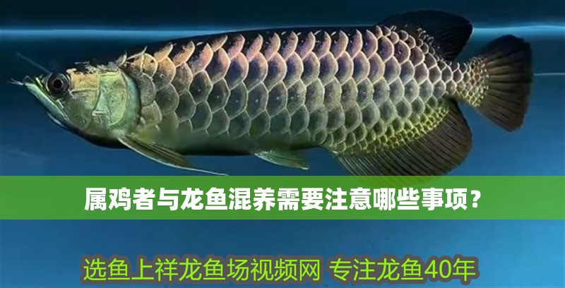 什么魚能和龍魚、虎魚混養(龍魚能和虎魚混養嗎) 屬雞者與龍魚混養需要注意哪些事項? 龍魚百科 屬雞者與龍魚混養需要注意哪些事項? 屬雞者與龍魚混養需要注意哪些事項? 龍魚百科