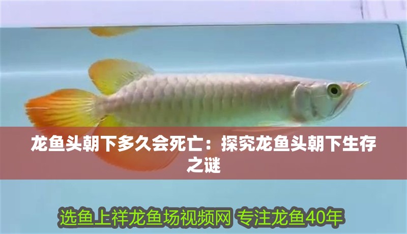 龍魚頭朝下多久會死亡：探究龍魚頭朝下生存之謎