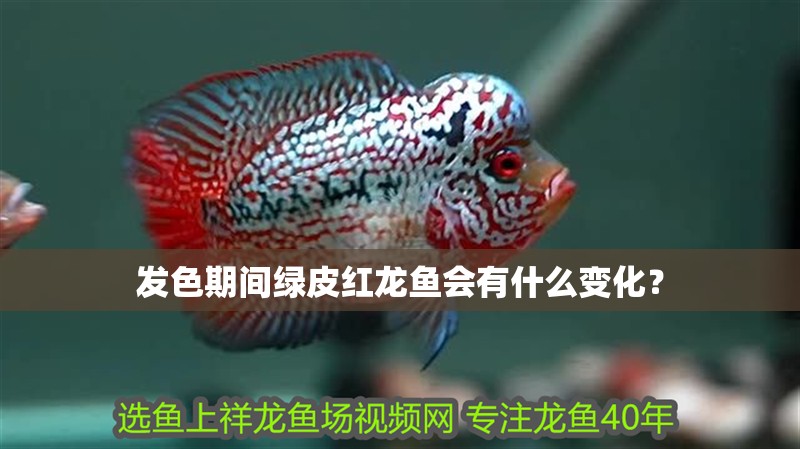 發(fā)色期間綠皮紅龍魚會有什么變化？