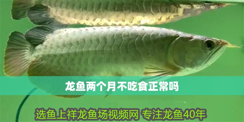 龍魚兩個月不吃食正常嗎