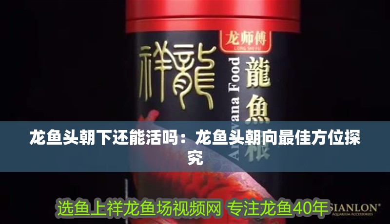 龍魚頭朝下還能活嗎：龍魚頭朝向最佳方位探究