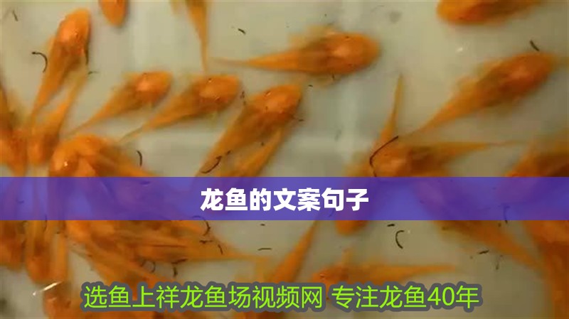 龍魚的文案句子
