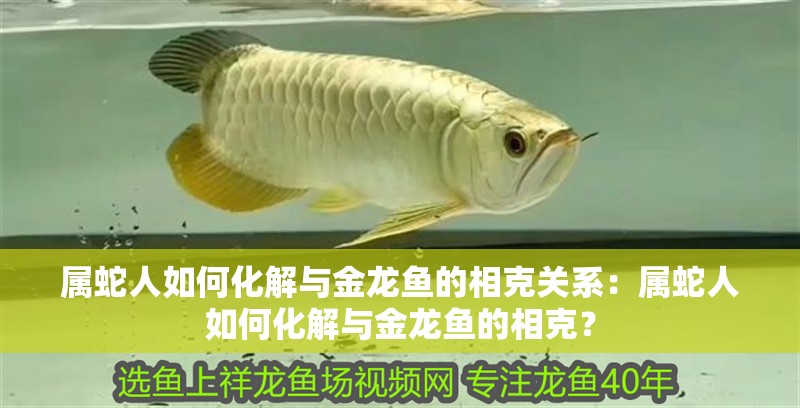 屬蛇人如何化解與金龍魚的相克關(guān)系：屬蛇人如何化解與金龍魚的相克？