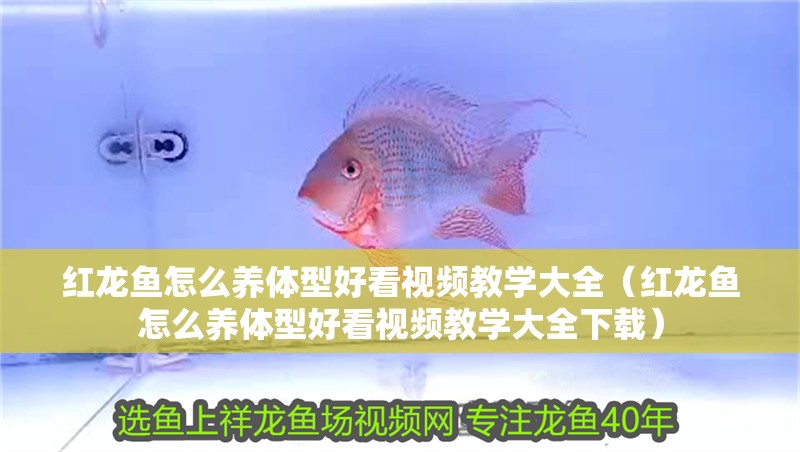 紅龍魚(yú)怎么養(yǎng)體型好看視頻教學(xué)大全（紅龍魚(yú)怎么養(yǎng)體型好看視頻教學(xué)大全下載）