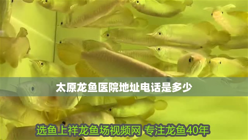 太原龍魚醫院地址電話是多少