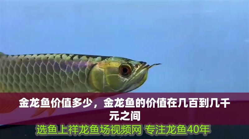 金龍魚價值多少，金龍魚的價值在幾百到幾千元之間