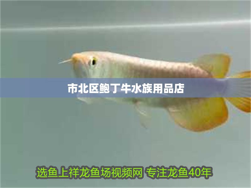 市北區鮑丁牛水族用品店