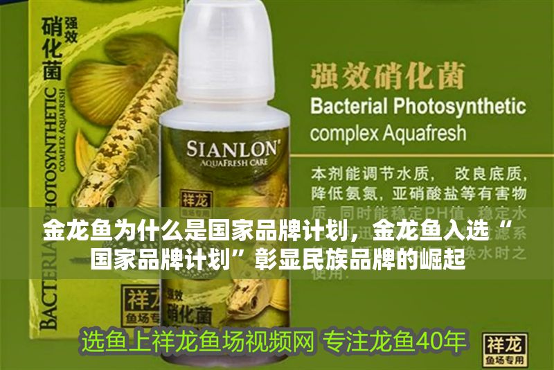 金龍魚為什么是國家品牌計劃，金龍魚入選“國家品牌計劃”彰顯民族品牌的崛起 金龍魚為什么是國家品牌計劃，金龍魚入選“國家品牌計劃”彰顯民族品牌的崛起 龍魚百科 第1張