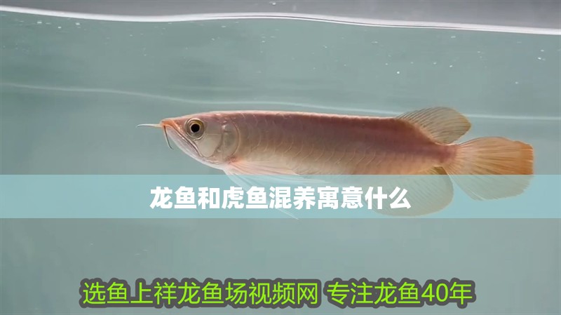 龍魚和虎魚混養寓意什么