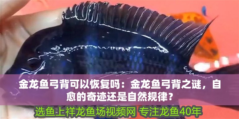 金龍魚弓背可以恢復(fù)嗎：金龍魚弓背之謎，自愈的奇跡還是自然規(guī)律？