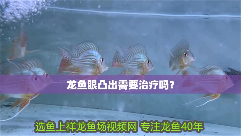 龍魚眼凸出需要治療嗎？