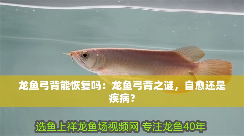 龍魚弓背能恢復嗎：龍魚弓背之謎，自愈還是疾病？