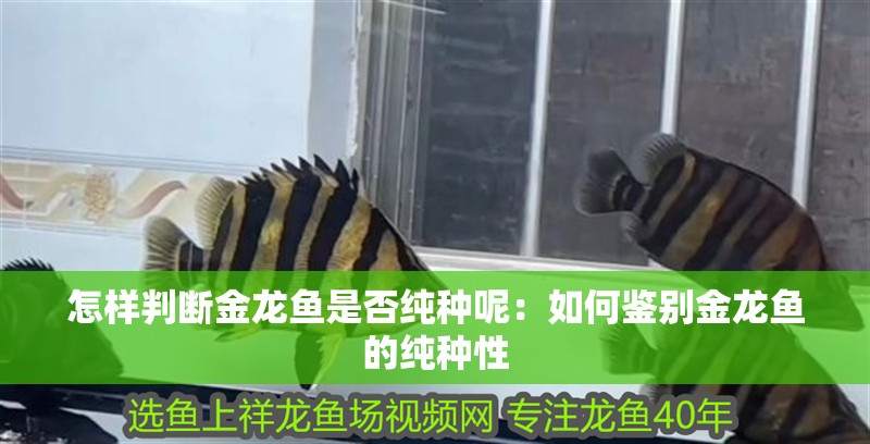 怎樣判斷金龍魚(yú)是否純種呢：如何鑒別金龍魚(yú)的純種性