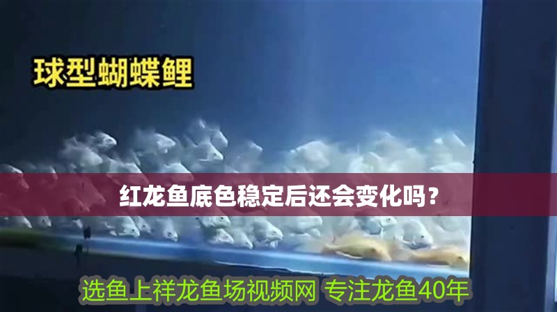 紅龍魚底色穩定后還會變化嗎？