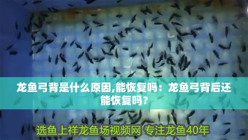 龍魚弓背是什么原因,能恢復嗎：龍魚弓背后還能恢復嗎？