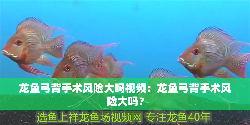 龍魚弓背手術風險大嗎視頻：龍魚弓背手術風險大嗎？