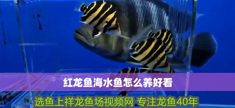 紅龍魚海水魚怎么養好看