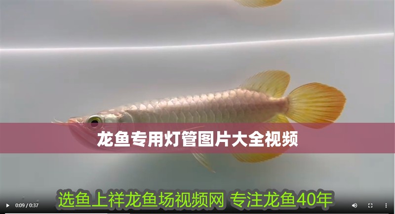 龍魚專用燈管圖片大全視頻 龍魚專用燈管圖片大全視頻 龍魚百科