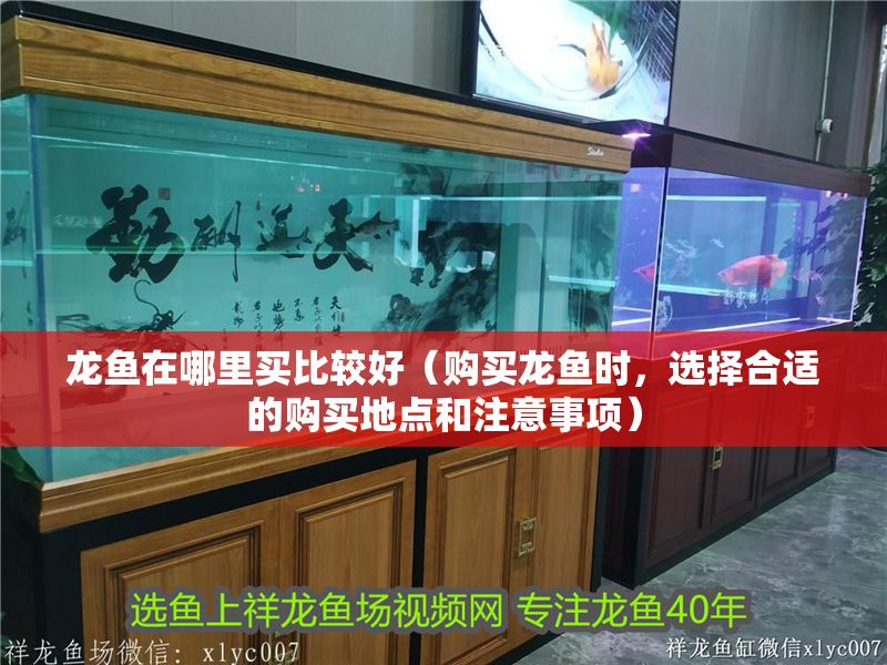 龍魚在哪里買比較好（購買龍魚時，選擇合適的購買地點和注意事項）