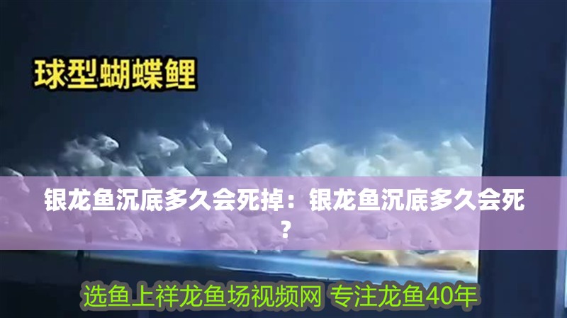 銀龍魚沉底多久會死掉：銀龍魚沉底多久會死？