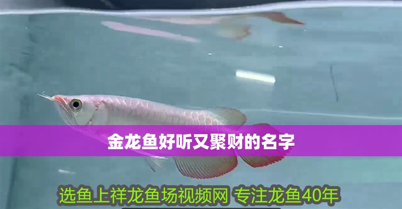 金龍魚好聽又聚財的名字