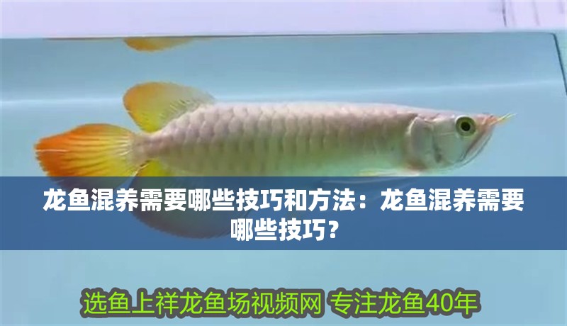 龍魚混養需要哪些技巧和方法：龍魚混養需要哪些技巧？
