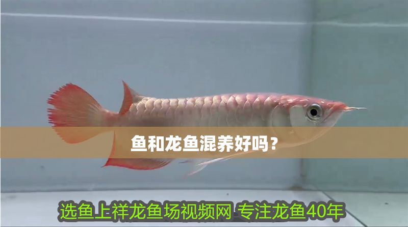 魚和龍魚混養(yǎng)好嗎？