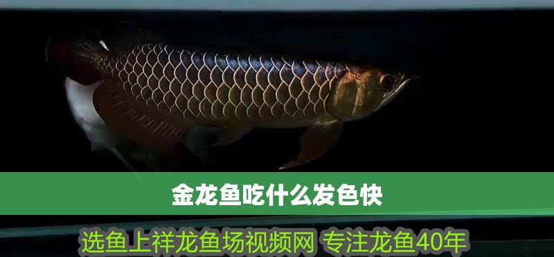 金龍魚吃什么發色快
