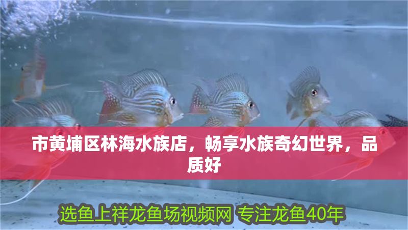 市黃埔區(qū)林海水族店，暢享水族奇幻世界，品質(zhì)好