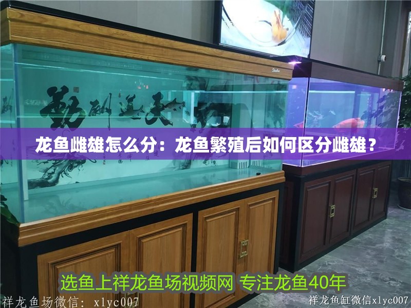 龍魚雌雄怎么分：龍魚繁殖后如何區分雌雄？