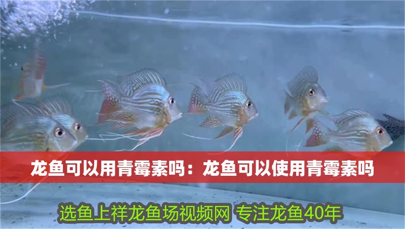 龍魚可以用青霉素嗎:龍魚可以使用青霉素嗎 龍魚百科 第2張 龍魚可以用青霉素嗎:龍魚可以使用青霉素嗎 龍魚可以用青霉素嗎:龍魚可以使用青霉素嗎 龍魚百科 第2張