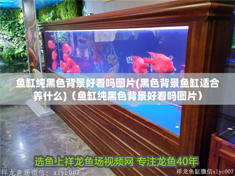 魚缸純黑色背景好看嗎圖片(黑色背景魚缸適合養什么)（魚缸純黑色背景好看嗎圖片）