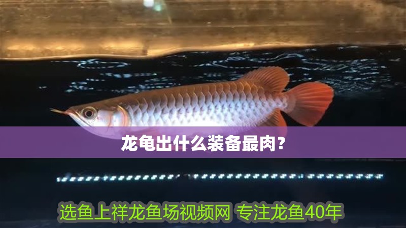 龍龜出什么裝備最肉？