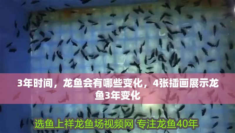 3年時間，龍魚會有哪些變化，4張插畫展示龍魚3年變化 3年時間，龍魚會有哪些變化，4張插畫展示龍魚3年變化 龍魚百科