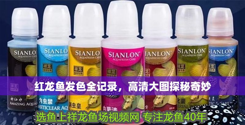 紅龍魚發色全記錄，高清大圖探秘奇妙