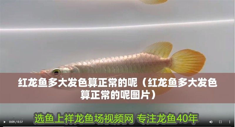 紅龍魚多大發(fā)色算正常的呢（紅龍魚多大發(fā)色算正常的呢圖片）
