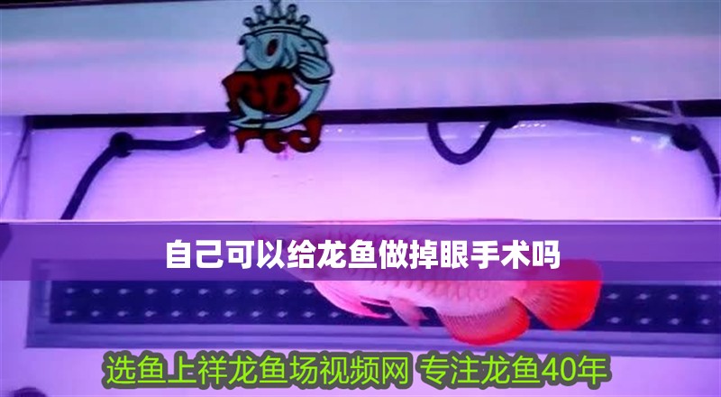 自己可以給龍魚做掉眼手術嗎