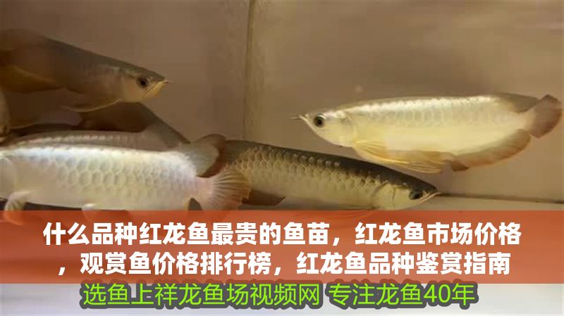 什么品種紅龍魚最貴的魚苗，紅龍魚市場價(jià)格，觀賞魚價(jià)格排行榜，紅龍魚品種鑒賞指南