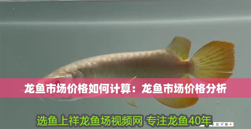龍魚市場價(jià)格如何計(jì)算：龍魚市場價(jià)格分析