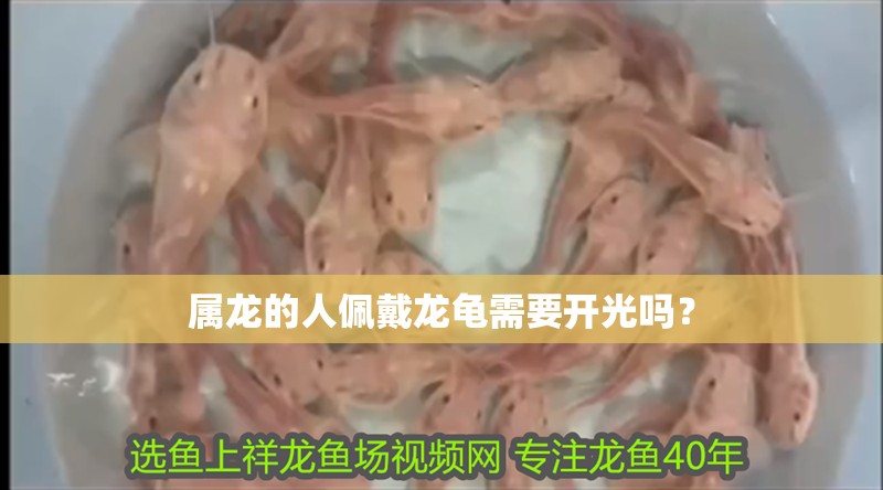 屬龍的人佩戴龍龜需要開光嗎？ 屬龍的人佩戴龍龜需要開光嗎？ 龍魚百科