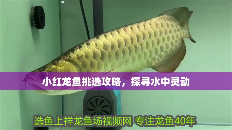 吉爾小孟F1閃耀萬吉展會現場，驚艷眾人目光 吉爾小孟F1閃耀萬吉展會現場，驚艷眾人目光 廣州孟吉爾 第1張