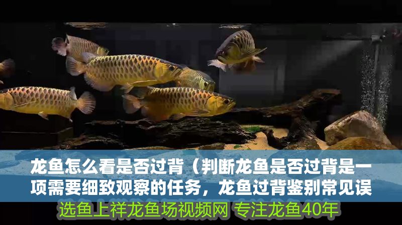 龍魚怎么看是否過背（判斷龍魚是否過背是一項需要細致觀察的任務，龍魚過背鑒別常見誤區）
