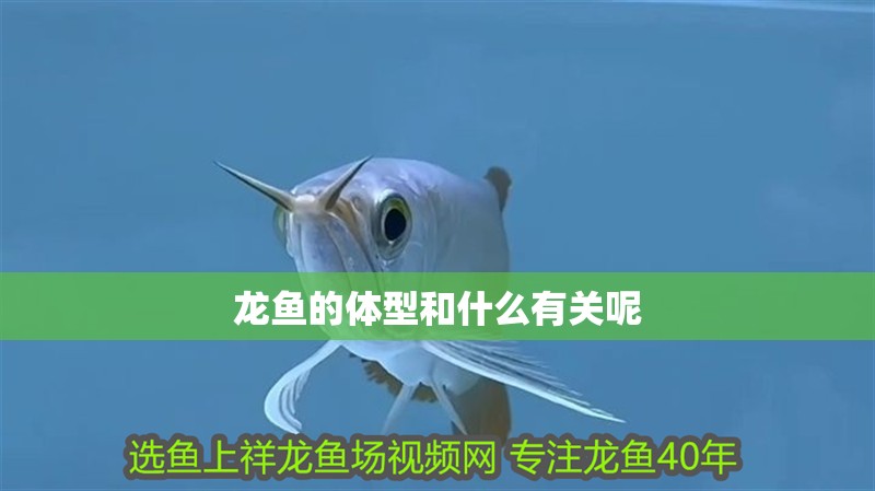 龍魚的體型和什么有關呢