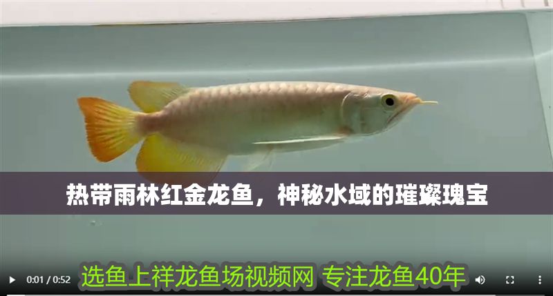 熱帶雨林紅金龍魚，神秘水域的璀璨瑰寶