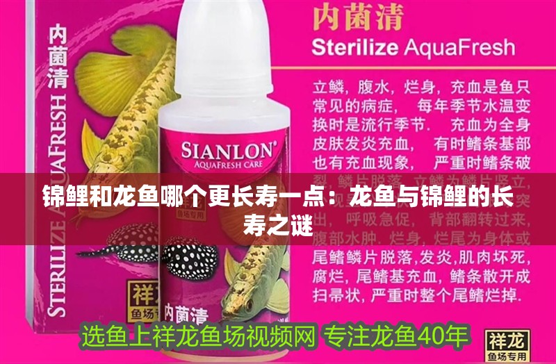 錦鯉和龍魚哪個更長壽一點：龍魚與錦鯉的長壽之謎
