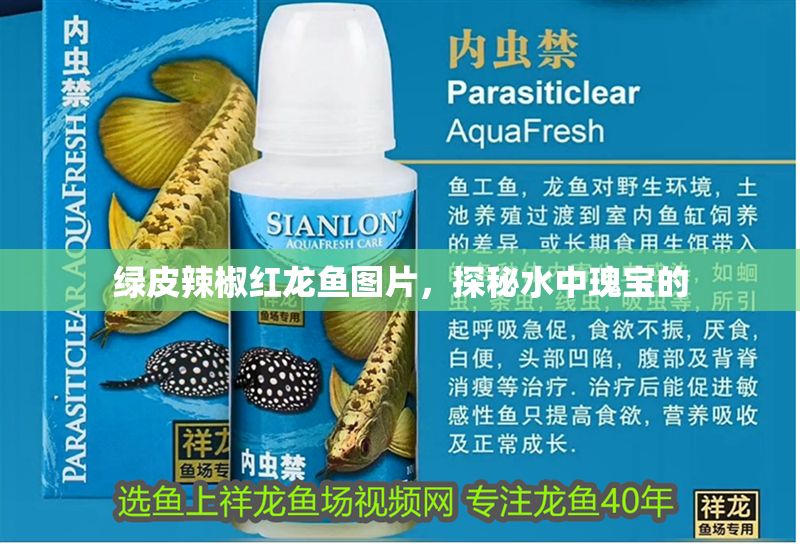 綠皮辣椒紅龍魚圖片，探秘水中瑰寶的