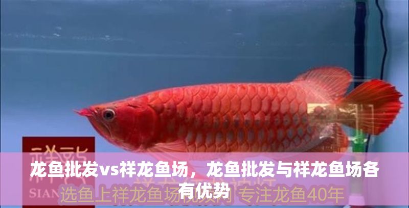 龍魚批發vs祥龍魚場，龍魚批發與祥龍魚場各有優勢